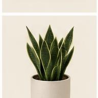 Natural Cushion Cover