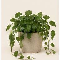Ceramic Planter Trio